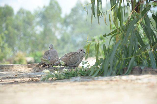 Free Bird Two Bird photo and picture