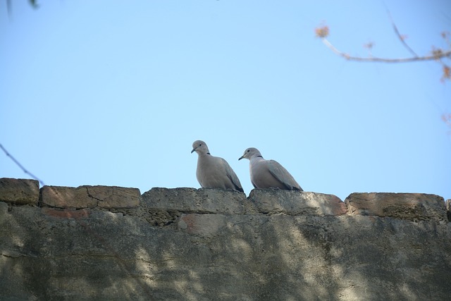 Free Bird Two Bird photo and picture