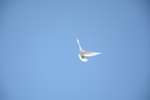Free White Bird Blue Sky photo and picture