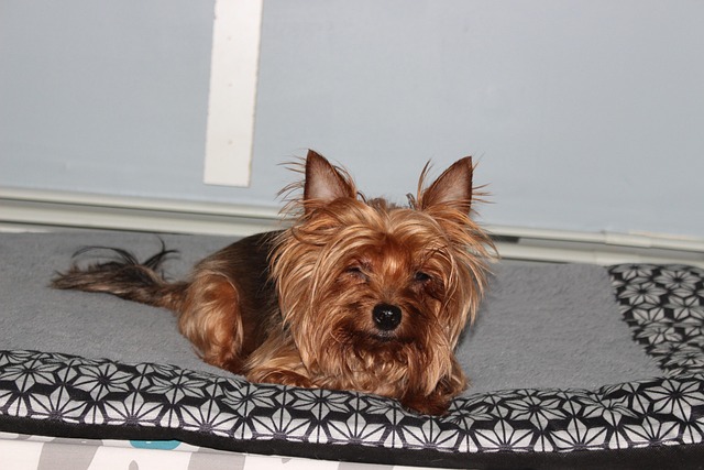 Free Dogs Yorkie photo and picture