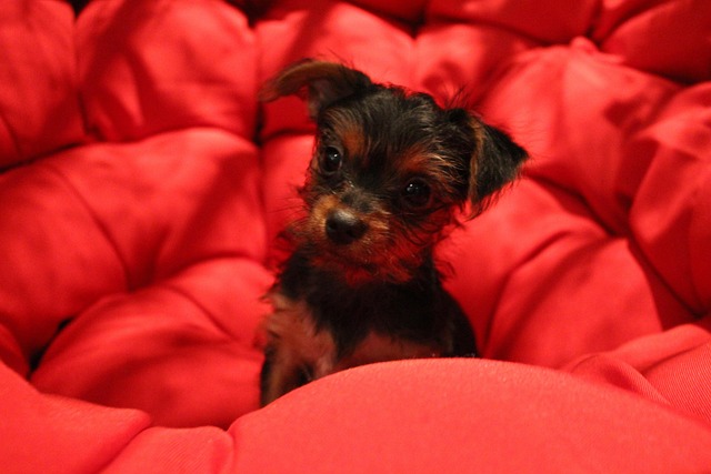 Free Yorkie Dog photo and picture