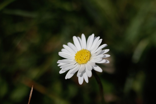 Free Daisy White Flower photo and picture