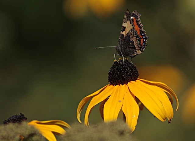 Free Butterfly Flower Wallpaper photo and picture