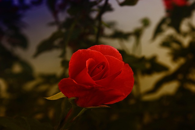 Free Blossom Bloom photo and picture