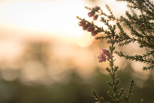 Heide, Zon, Zonsondergang, Natuur, Bloom