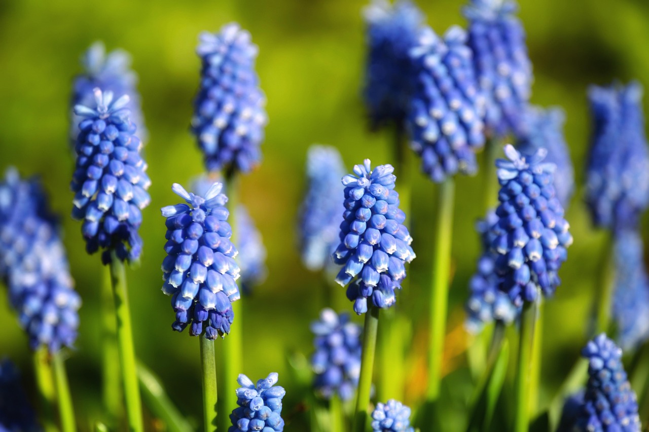 Flower Spring Blue - Free photo on Pixabay