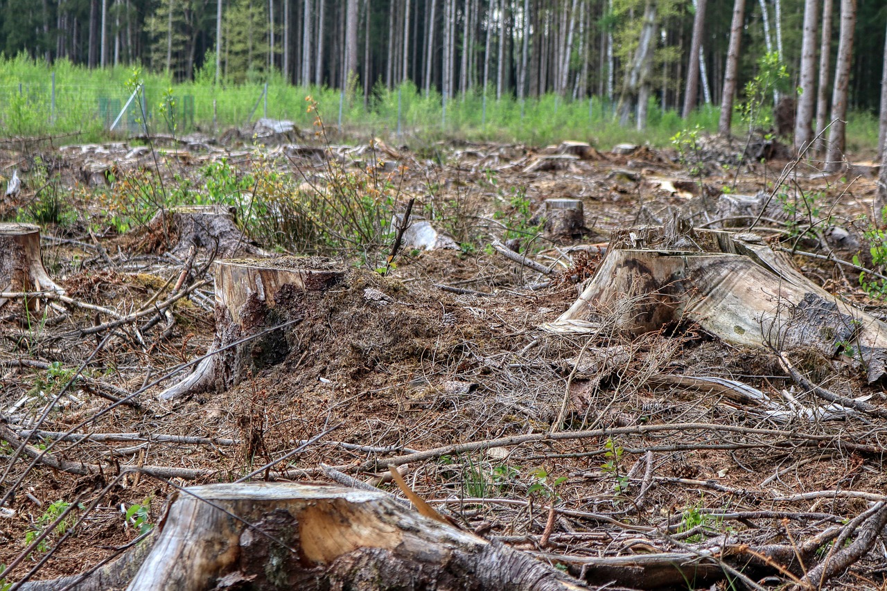Stump Grinding