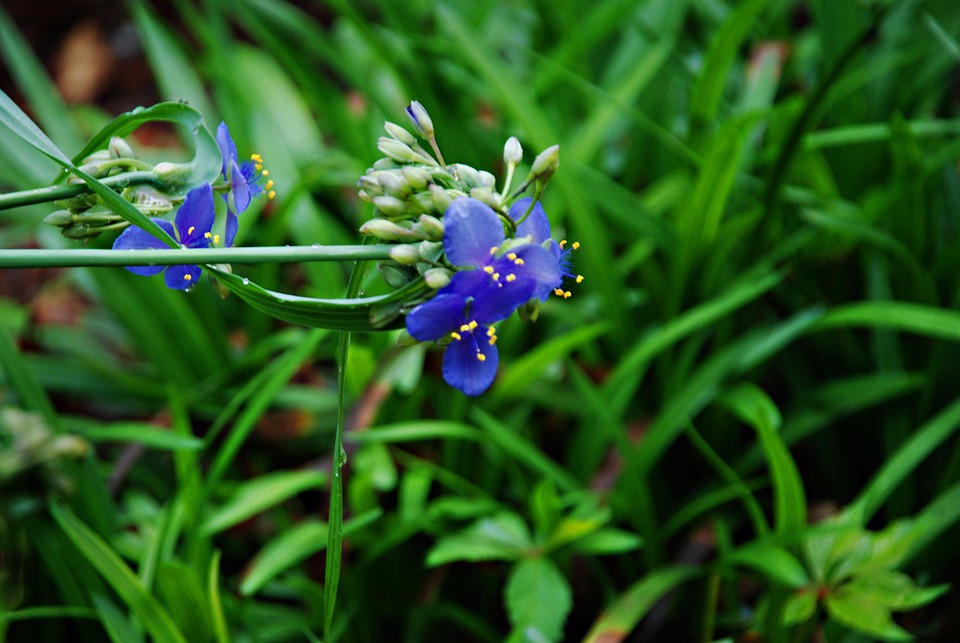 Spiderwort ムラサキツユクサ属 野草 Pixabayの無料写真
