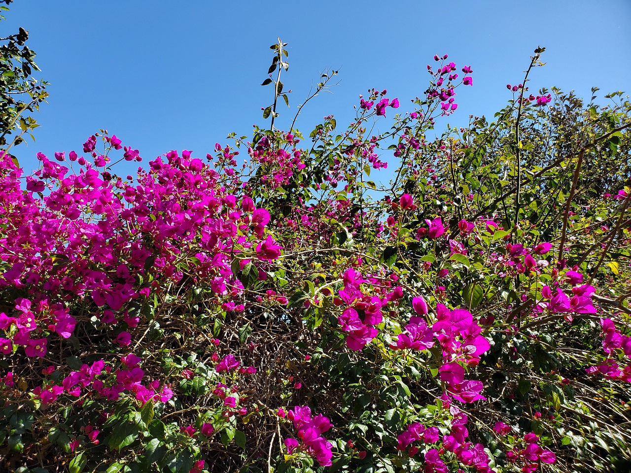 Sfondo Di Fiori Di Bougainvillea Di Colore Rosa E Viola. Natura Estiva Ambiente Naturale Estivo Chiusura Esotici Flora Subtropicale Della Image272970940