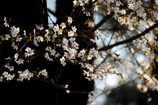 Flores De Cerezo, Sakura, Flores