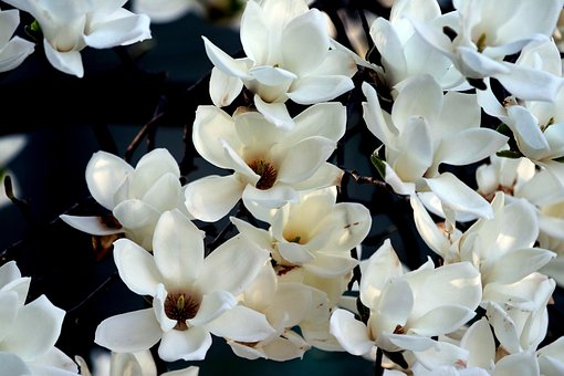 Magnolia, Hermosas Flores