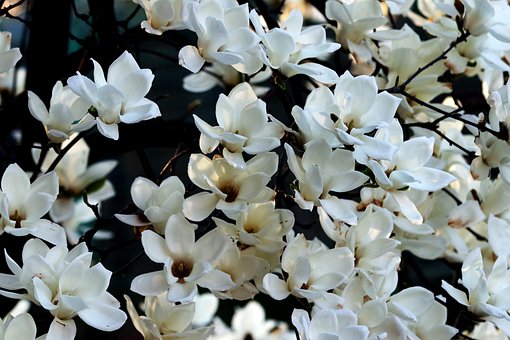 Magnolia, Flor, Primavera, Naturaleza