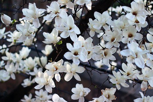 Magnolia, Fondo De La Flor, Flor