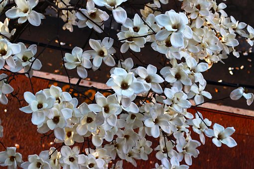 Magnolia, Flor, Papel Pintado De Flores