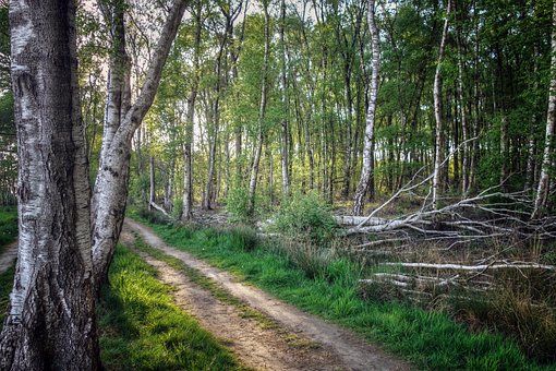 Free Forest Trees photo and picture
