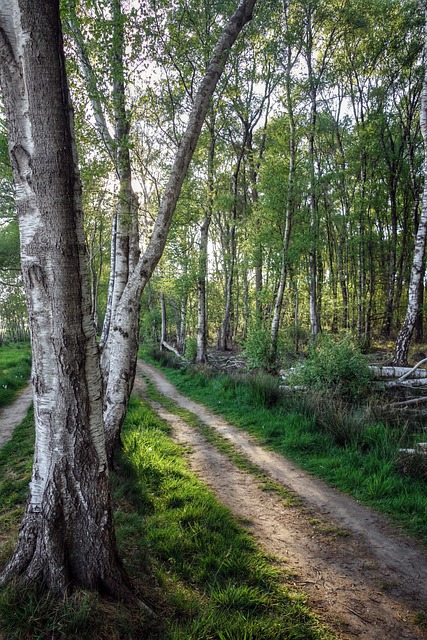 Free Forest Forest Path photo and picture