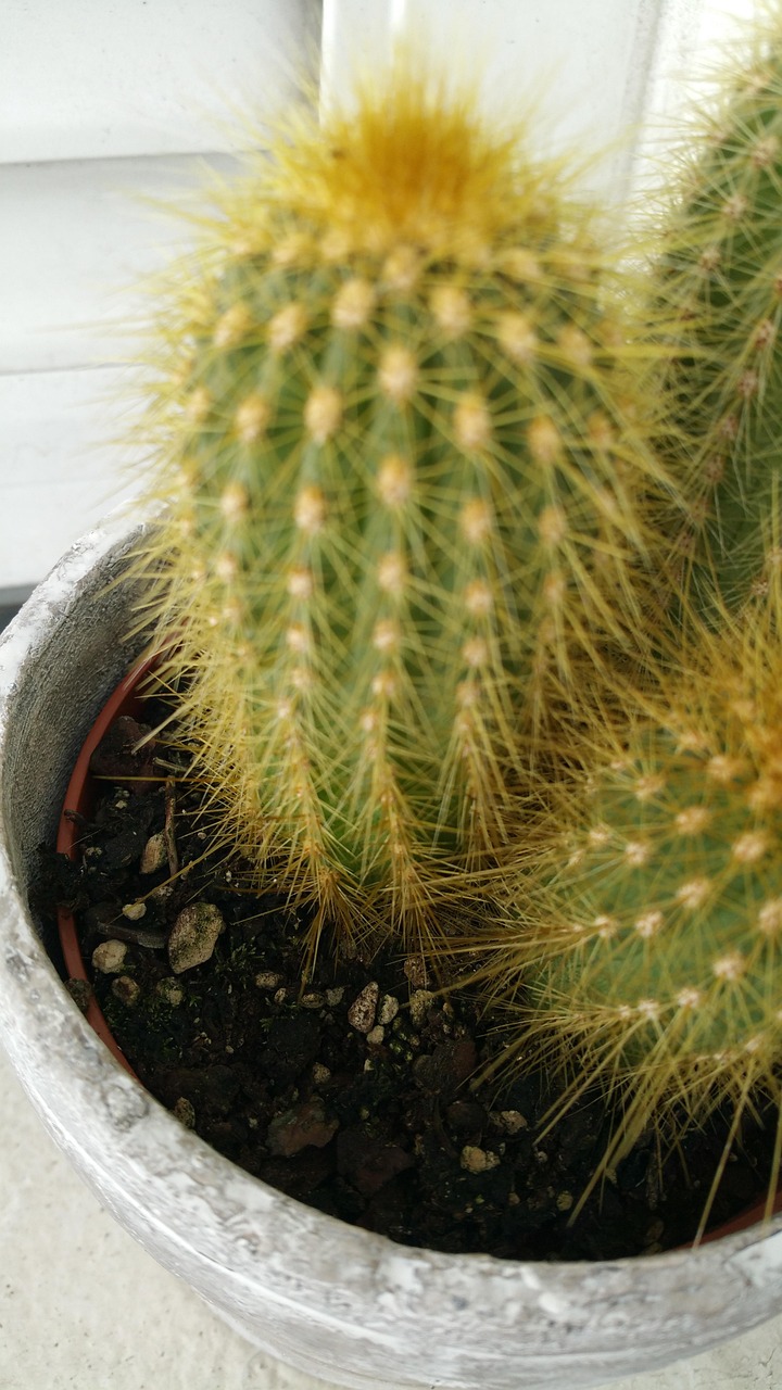 Cactus Mal - Photo gratuite sur Pixabay - Pixabay