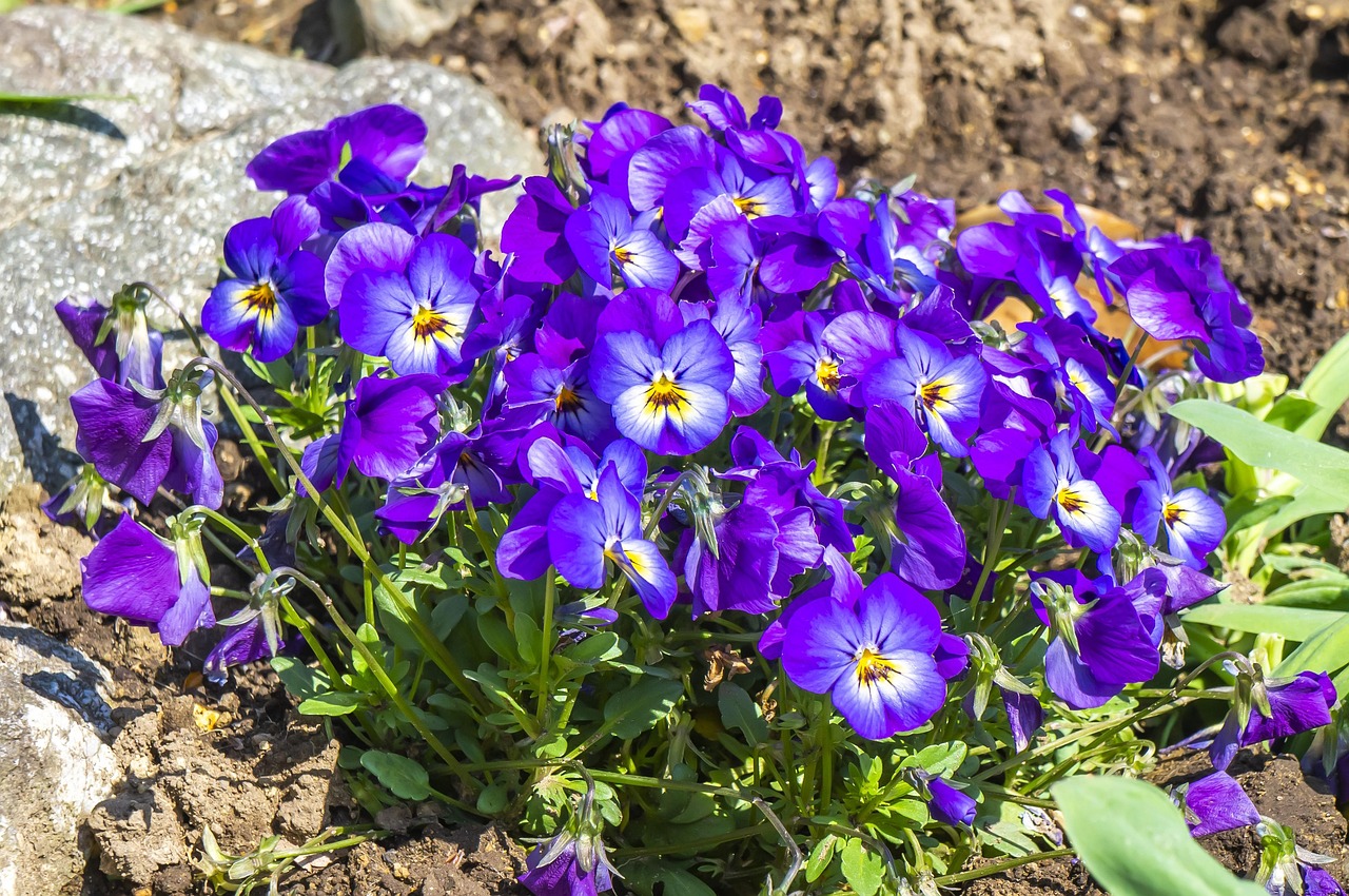 400000以上の無料すみれ 花&花画像 - Pixabay