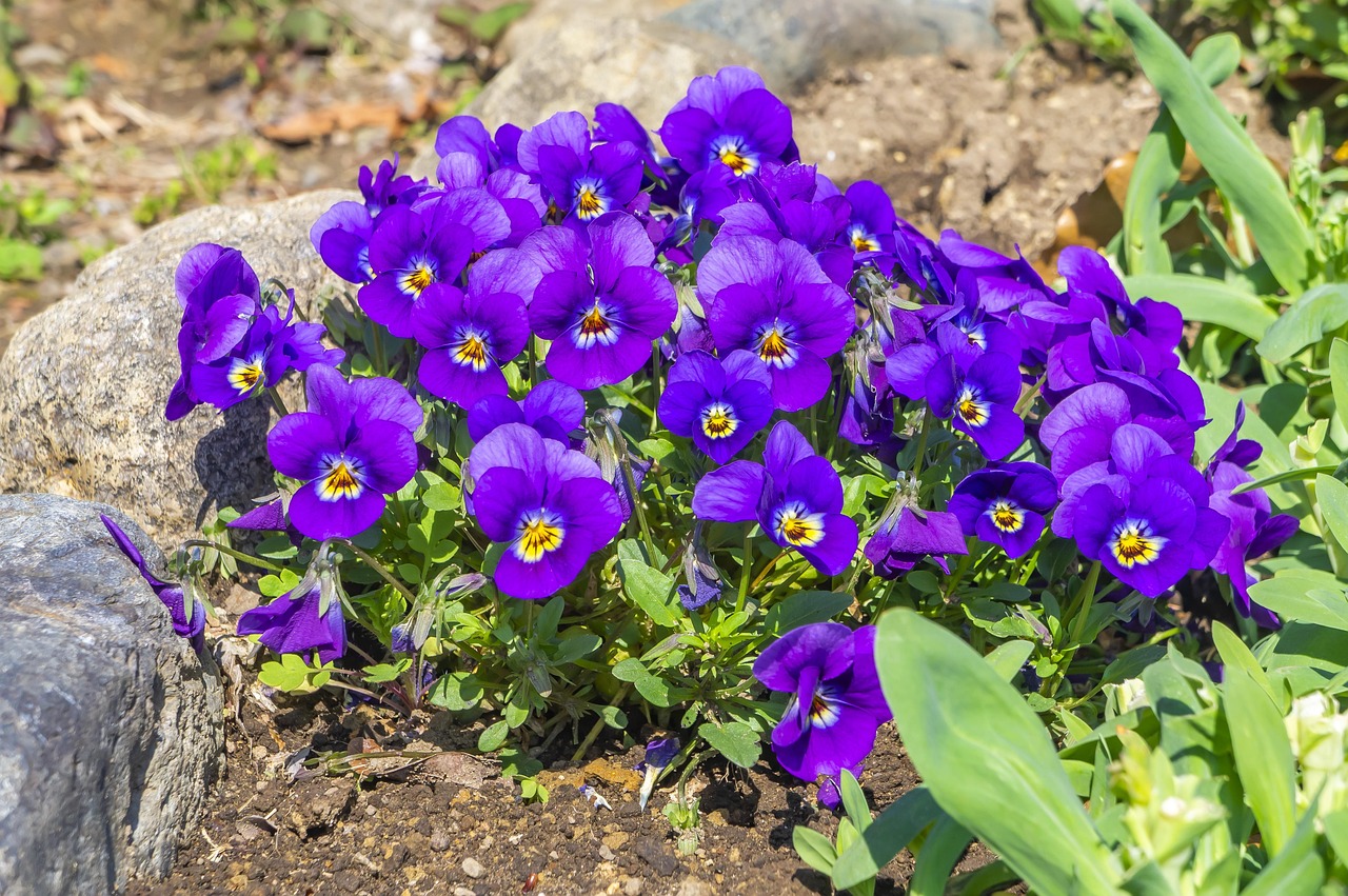 400000以上の無料すみれ 花&花画像 - Pixabay