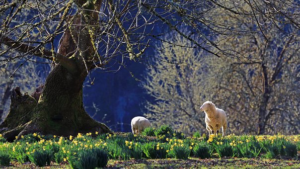 Free Sheep Animal photo and picture