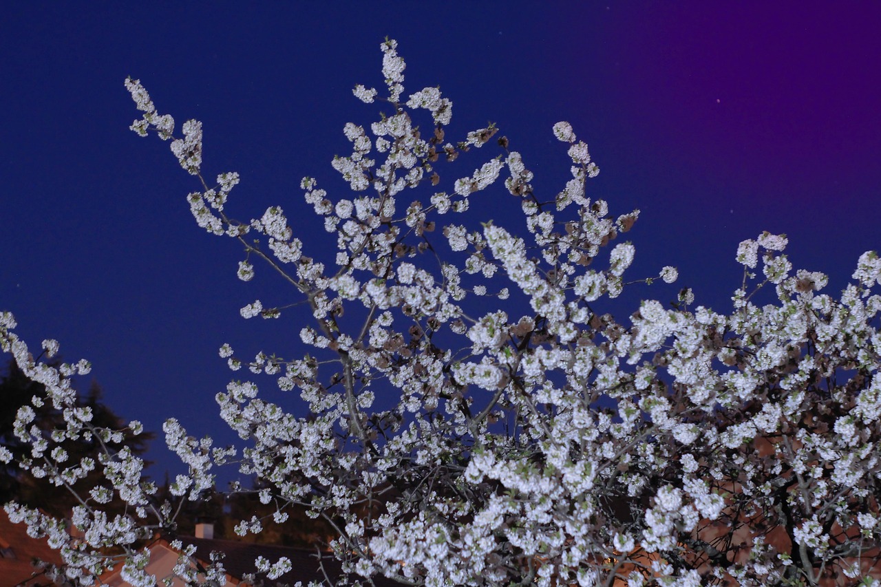 夜晚 星星 天空 - Pixabay上的免费照片 - Pixabay