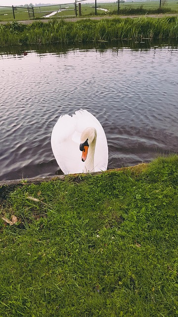 Free Amsterdam Swan photo and picture