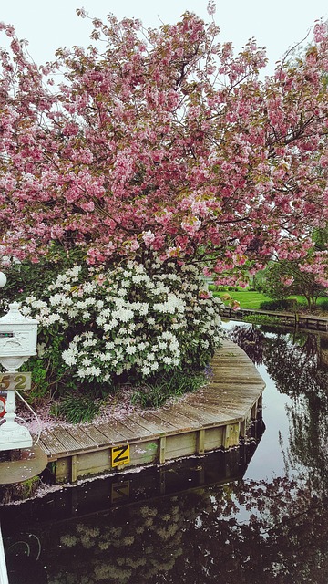 Free Amsterdam Nature photo and picture