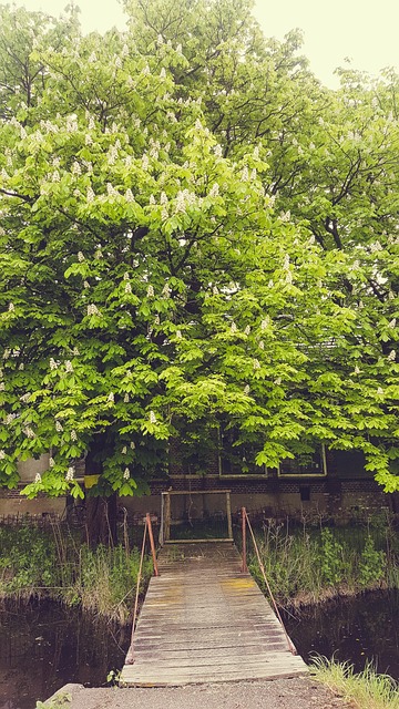 Free Amsterdam Nature photo and picture