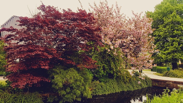 Free Amsterdam Nature photo and picture