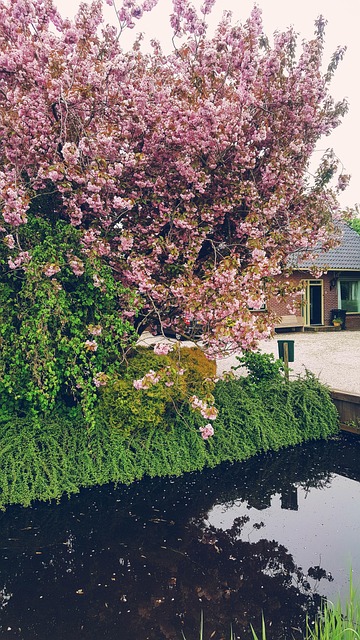 Free Amsterdam Nature photo and picture