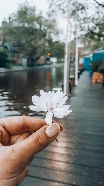 Free Amsterdam Flower Wallpaper photo and picture