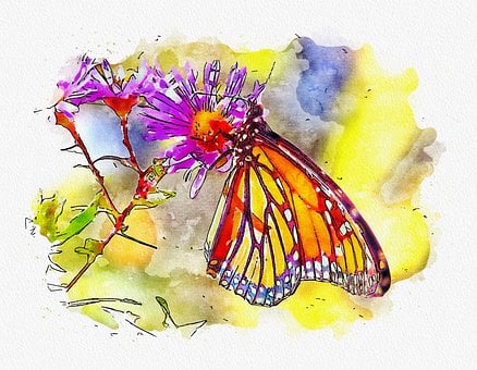 Floare, Fluture, A Inflori, Aripă