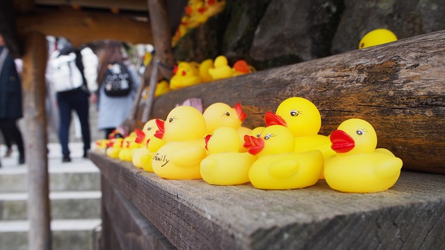 Hot spring, duck, the hot spring and nature — photo by taityan03270516
