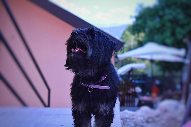 Free Dog Animal photo and picture
