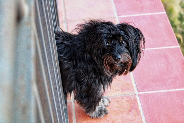 Free Dog Animal photo and picture