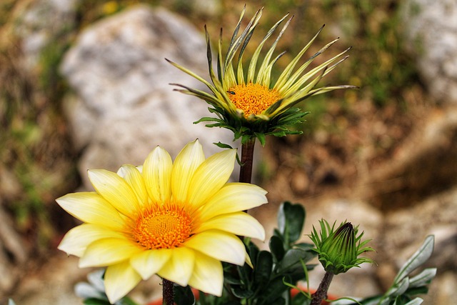 Free Nature Flower Background photo and picture