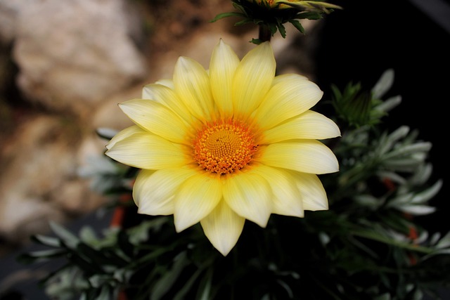 Free Nature Flower Background photo and picture
