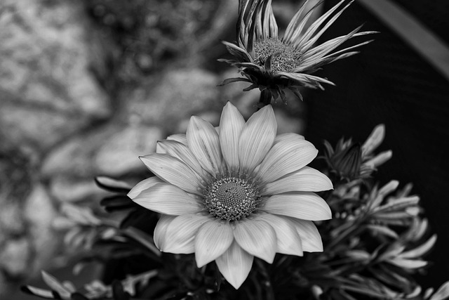 Free Nature Flower photo and picture