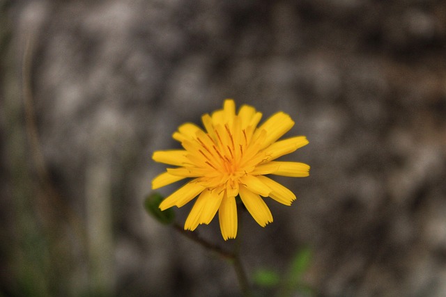 Free Nature Flower photo and picture