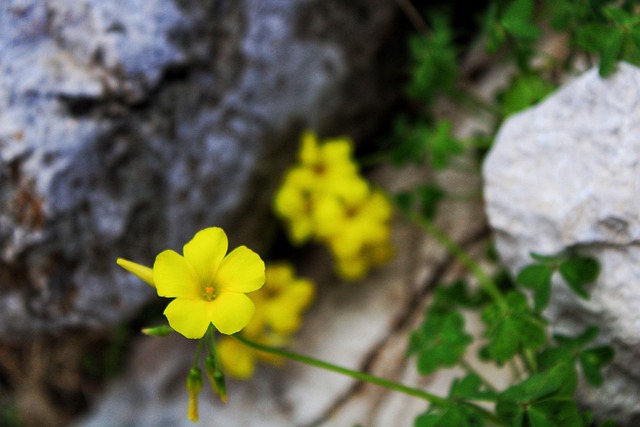 Free Nature Flower photo and picture
