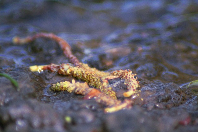 Pflanze, Fluss, Makro, Natur, Blätter