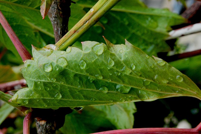 Free Green Leaf Raindrops On A Leaf photo and picture