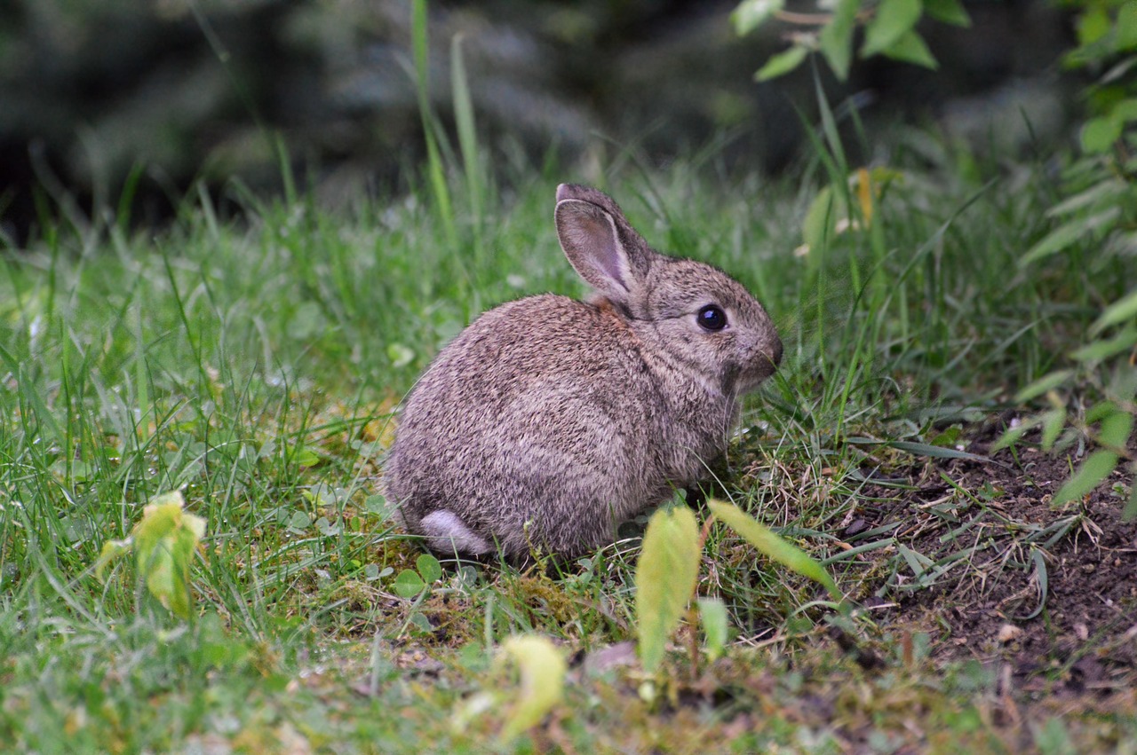 10,000+ Free Rabbit Ears & Rabbit Images - Pixabay