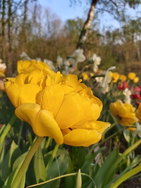 Tulpen, Tulipa, Frühjahrsblume, Frühling