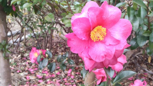 Sasanqua, Blume, Rosa, Kamelie, Herbst