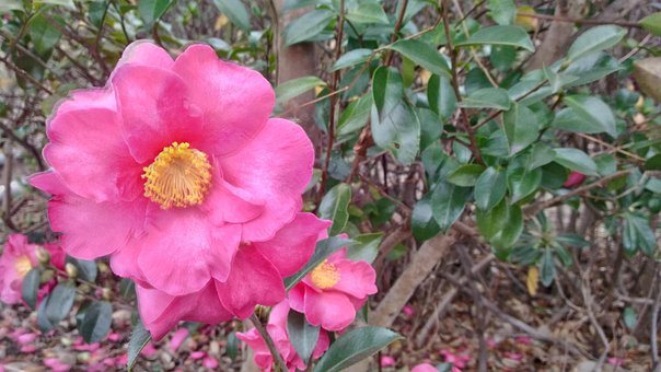 Sasanqua, Blume, Rosa, Kamelie, Herbst