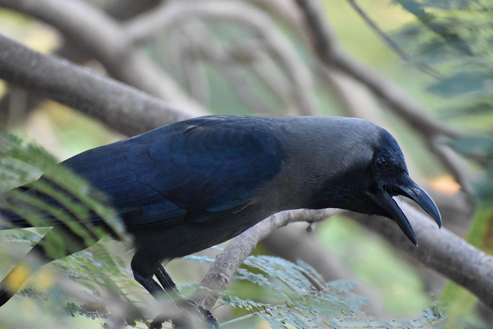Open Beak Crow Bird Free photo on Pixabay Pixabay