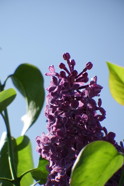 Free Lilac Spring photo and picture