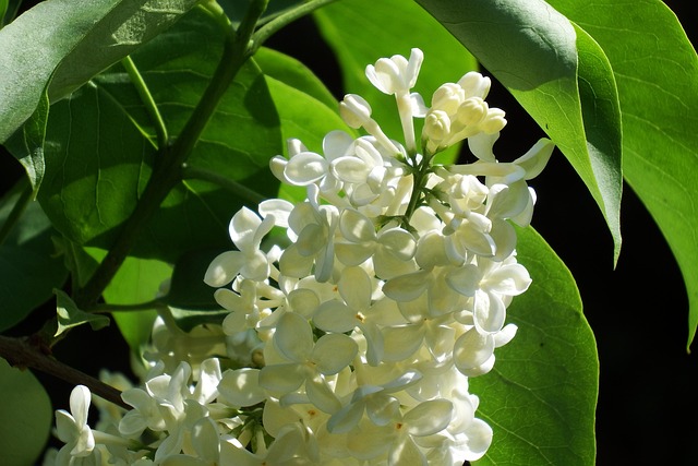 Free Lilac Flower Wallpaper photo and picture