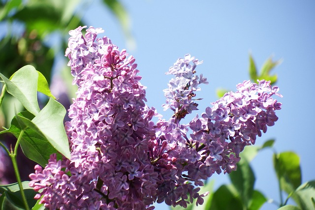 Free Lilac Purple photo and picture